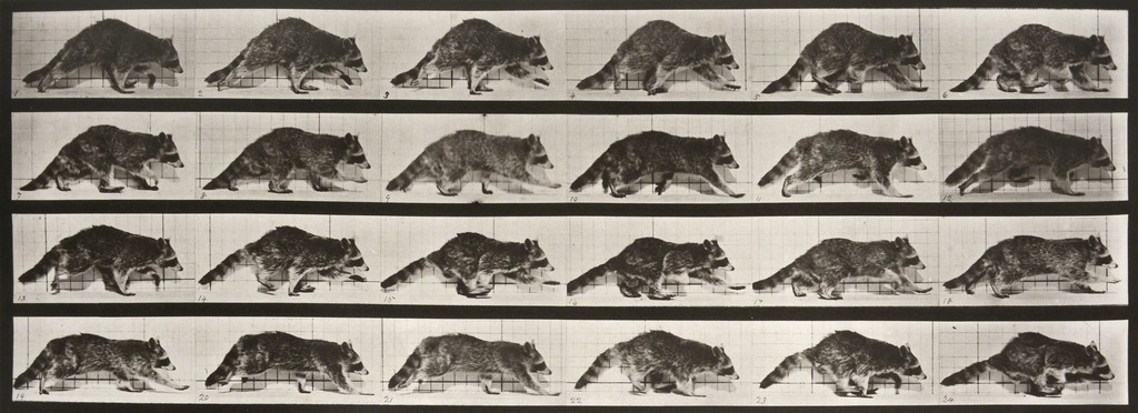 Raccoon Walking (1887)