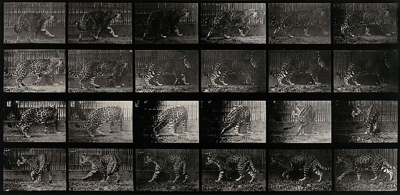 Leopard Walking (1887)