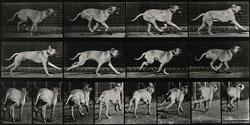 Dog Running (1887)